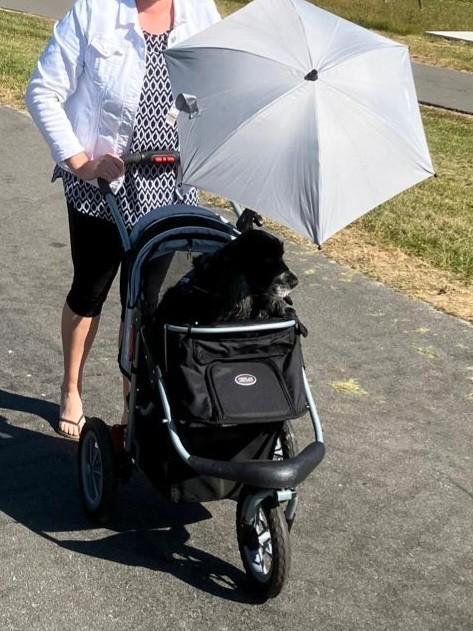 Hondenbuggy, Dieren en Toebehoren, Honden-accessoires, Zo goed als nieuw, Ophalen