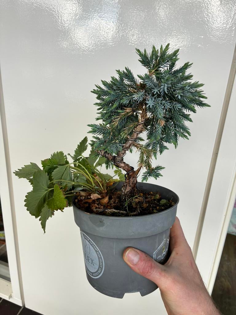 Juniperus squamata jeneverbes pre-bonsai, Tuin en Terras, Planten | Bomen, Volle zon, Bloeit niet, Minder dan 100 cm, Overige soorten