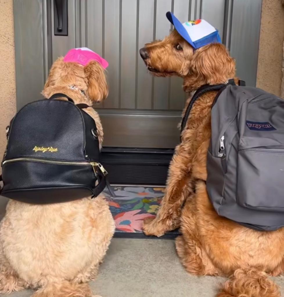 Honden dagopvang in Oterleek (gem. Alkmaar) kleinschalig, Diensten en Vakmensen, Dieren | Honden | Verzorging, Oppas en Les, Pension of Dagopvang