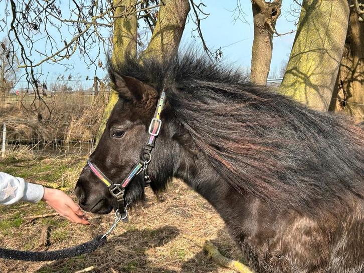 Zwarte grote maat NSPS merrie v. 2024, Dieren en Toebehoren, Pony's, Merrie, A pony (tot 1.17m), 0 tot 2 jaar, Met stamboom, Gechipt