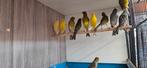 Irisch fancy kanarie, Dieren en Toebehoren, Vogels | Kanaries, Meerdere dieren