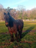 Trekpaard, Dieren en Toebehoren, Paarden, Merrie, Met stamboom, Zadelmak, 11 jaar of ouder