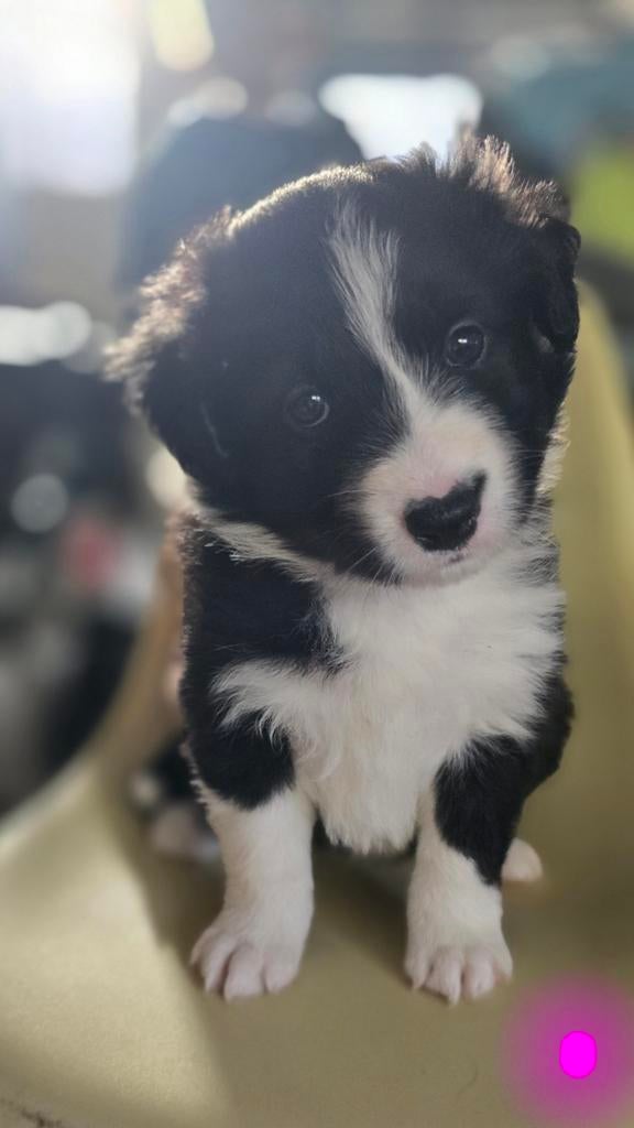 5 prachtige border collie pups zoeken een liefdevol huisje, Dieren en Toebehoren, 8 tot 15 weken, Collie, Parvo, Meerdere
