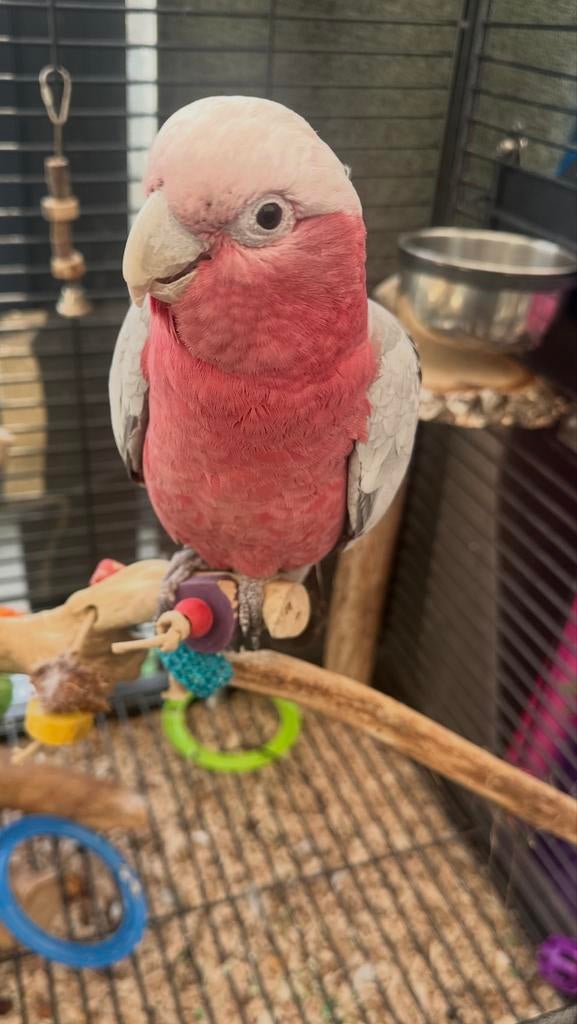 Rose kaketoe, Dieren en Toebehoren, Vogels | Parkieten en Papegaaien, Papegaai, Mannelijk, Pratend, Tam, Geringd