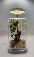 Terrarium lamp nieuw | Springspin, vogelspin, bidsprinkhaan, Dieren en Toebehoren, Sprinkhaan of Krekel