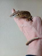 Varanus acanthurus, Dieren en Toebehoren, Slang, 0 tot 2 jaar