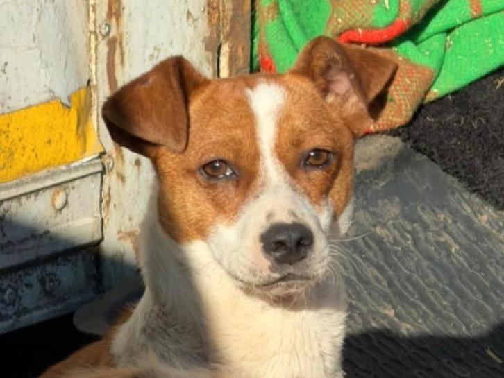 Alan zoekt een baasje, Dieren en Toebehoren, Honden | Niet-rashonden, Klein, Reu, Particulier, Eén hond, Buitenland, 1 tot 2 jaar