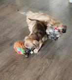 Leuke speelse kruising pups, 8 tot 15 weken, Meerdere, Meerdere dieren, Klein