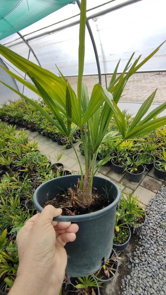 Trachycarpus Fortunei palmboom, Minder dan 100 cm, Zomer, Palmboom, Ophalen
