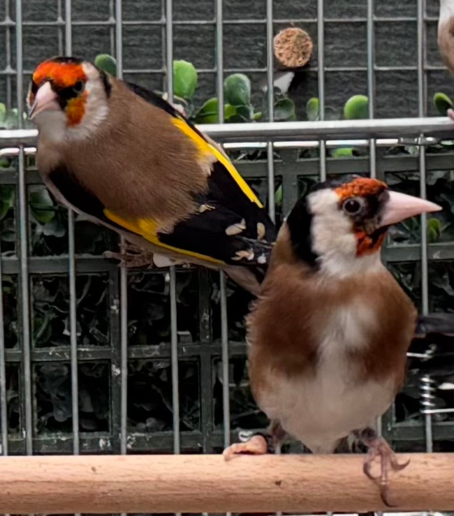 Major putters & Kleine putters, Meerdere dieren, Wildzangvogel, Geringd