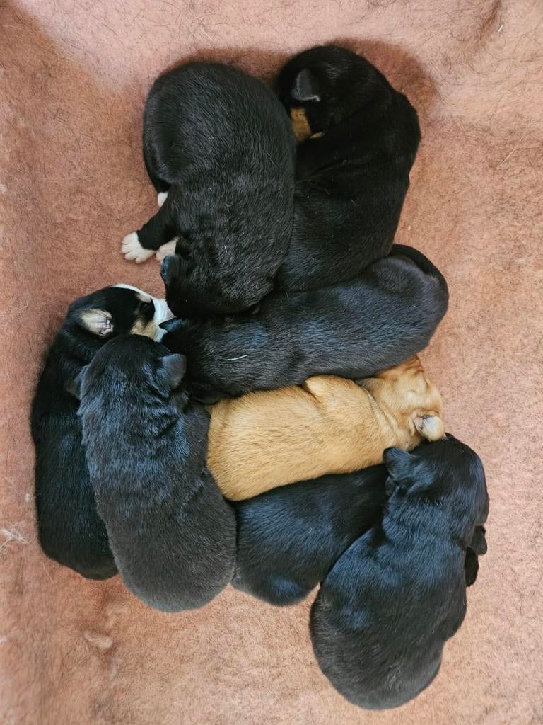 Mooi boulab pups, Dieren en Toebehoren, 8 tot 15 weken, Geslacht onbekend, Groot, Meerdere