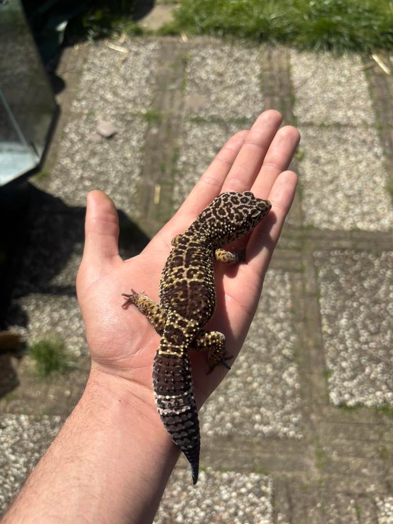 Luipaardgekko man Leopard Gecko - male for sale from KMS