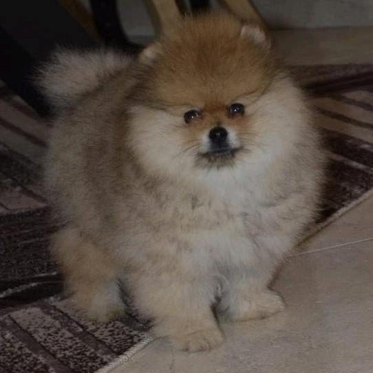 Pomeriaan,Pomeranian Pups, Dieren en Toebehoren, Honden | Poolhonden, Keeshonden en Oertypen, Particulier, Keeshond, Reu, 8 tot 15 weken