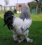 GROTE HANEN., Dieren en Toebehoren, Pluimvee, Mannelijk, Kip