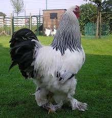 GROTE HANEN., Dieren en Toebehoren, Pluimvee, Kip, Mannelijk