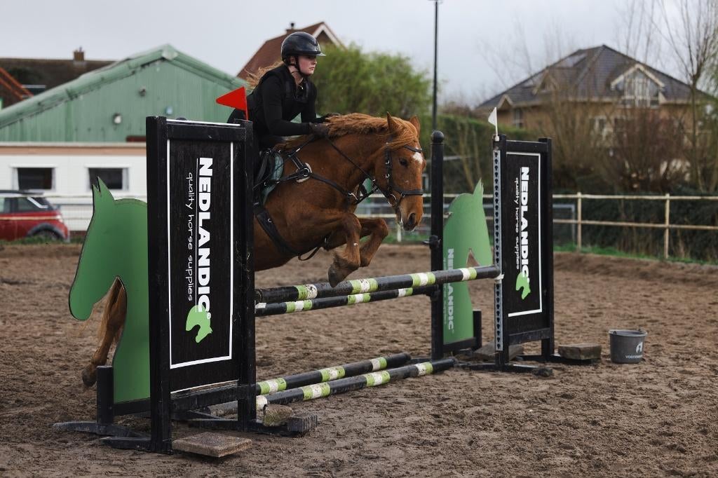 Knappe vos pony mét veelzijdig talent., Dieren en Toebehoren, Paarden, Merrie, B, Minder dan 160 cm, 11 jaar of ouder, Springpaard