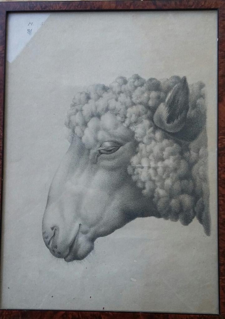 Gravure /ets / tekening van schapenkop, Antiek en Kunst, Kunst | Etsen en Gravures, Dagelijks leven, Ophalen of Verzenden, Gravure