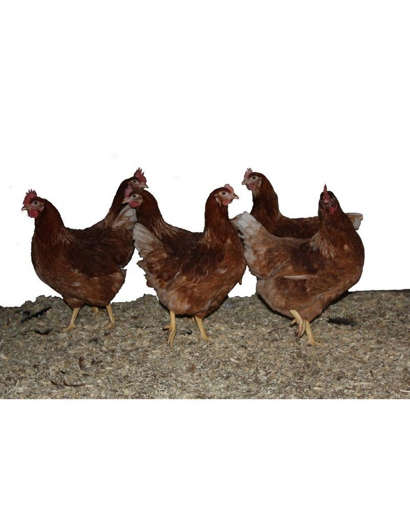 JONGE BRUINE leghennen,,Ook inname oude kippen, Vrouwelijk, Kip