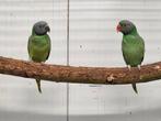 1-1 layard parkieten, Dieren en Toebehoren, Vogels | Parkieten en Papegaaien, Meerdere dieren, Parkiet, Geringd