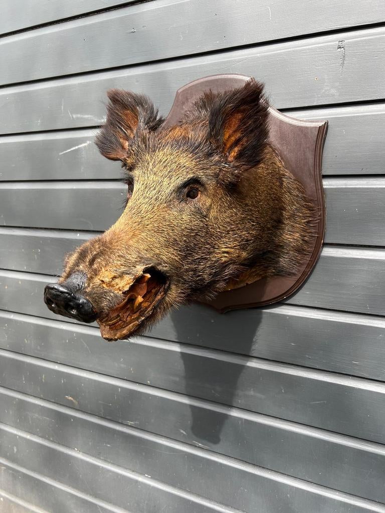 Prachtige kop van Wild Zwijn, Ophalen of Verzenden, Zo goed als nieuw, Wild dier