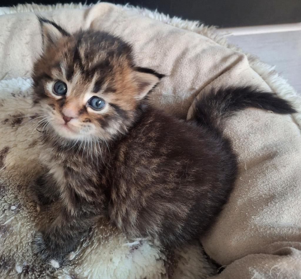 Bruin Zwart Maine Coon kitten mannetje 100% volbloed, Kater, Ontwormd, 0 tot 2 jaar