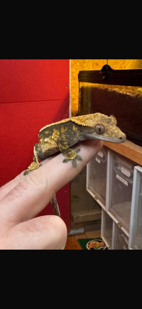 Wimpergekko Man tricolor, Dieren en Toebehoren, Reptielen en Amfibieën, Hagedis, 0 tot 2 jaar