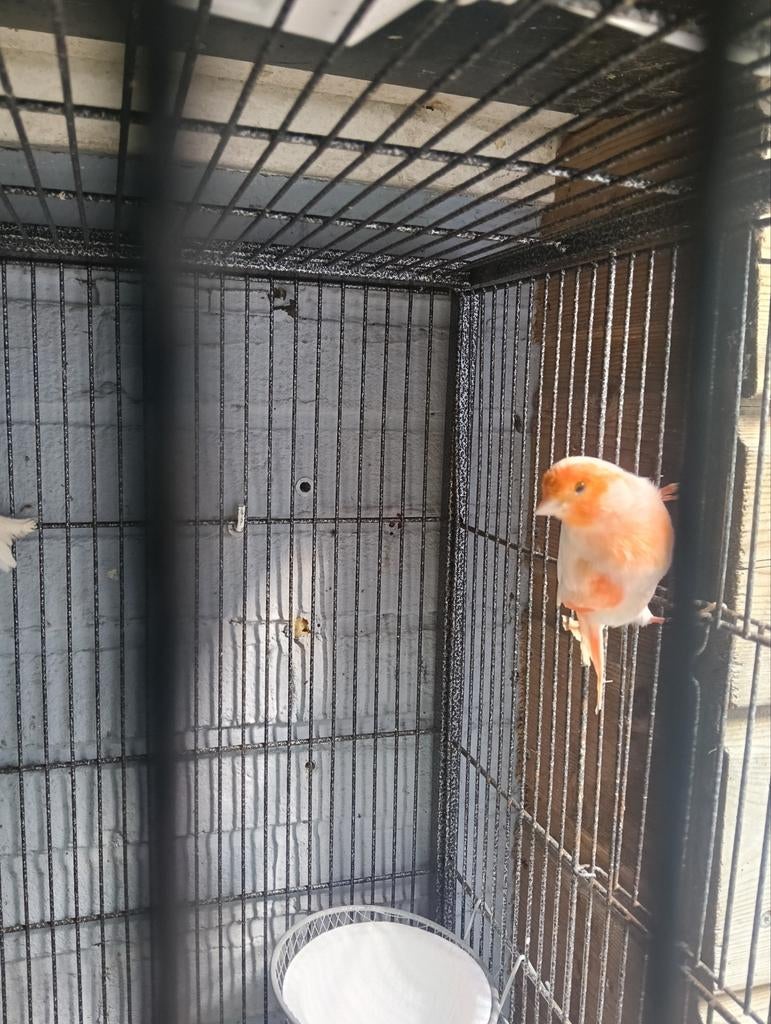 Harlekijn man, Dieren en Toebehoren, Vogels | Kanaries, Mannelijk, Kleurkanarie