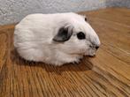 2 zeugen te koop, Dieren en Toebehoren, Cavia, Februari, Vrouwelijk, Tam