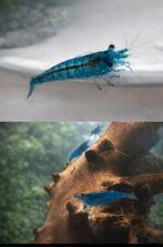 Blauwe aquarium garnalen, Dieren en Toebehoren, Kreeft, Krab of Garnaal, Zoetwatervis, Schoolvis