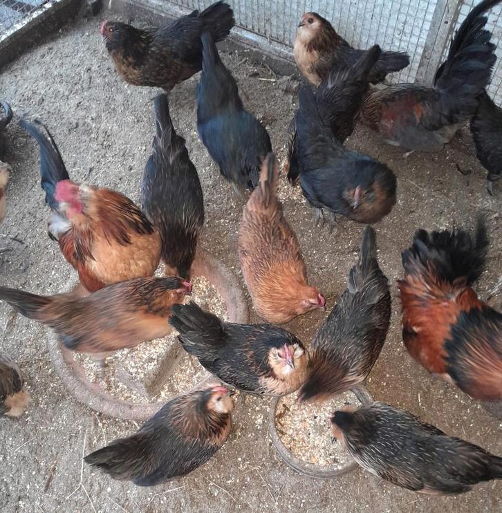 Broedeieren antwerpse baardkriel., Dieren en Toebehoren, Pluimvee, Kip, Meerdere dieren