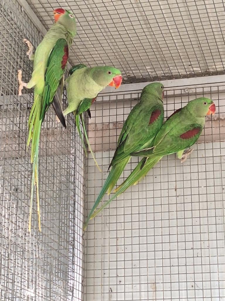 Jong koppel Alexander parkieten, Meerdere dieren, Parkiet