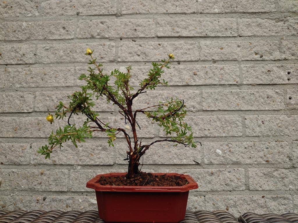 Potentilla bonsai 20 cm inclusief bonsai pot, Tuin en Terras, Ophalen, Bloeit niet, Halfschaduw, Overige soorten