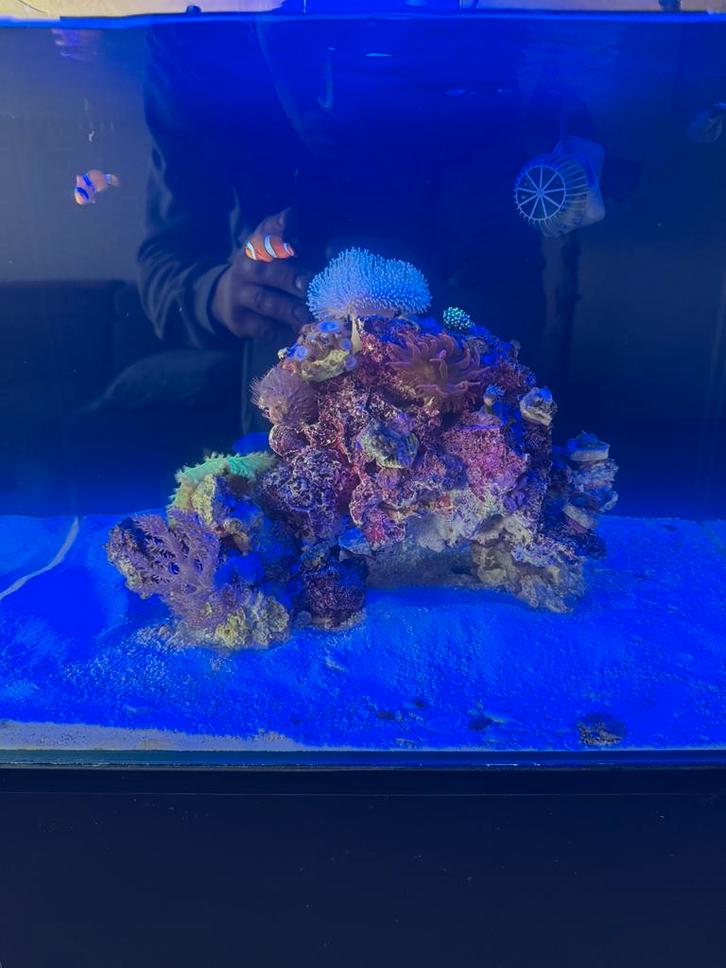 Bluemarine 90l, Dieren en Toebehoren, Vissen | Aquaria en Toebehoren, Zo goed als nieuw, Gevuld zeewateraquarium, Ophalen of Verzenden