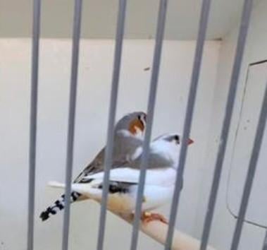 Koppel bonte zebravinken, Meerdere dieren