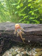 ancitritus algeneter borstelneus, Dieren en Toebehoren, Overige typen, Zoetwatervis