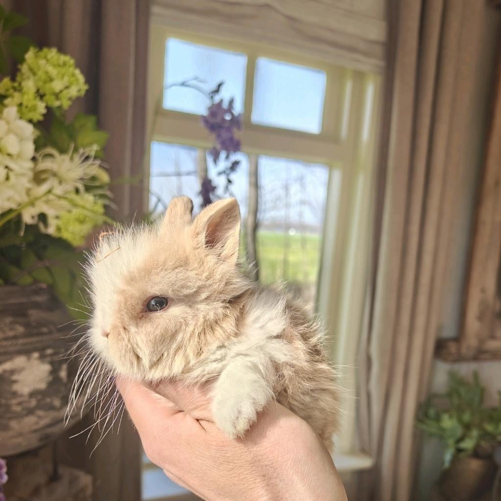 Mega mooie teddy dwergkonijntjes 🌸, Meerdere dieren, Dwerg, 0 tot 2 jaar