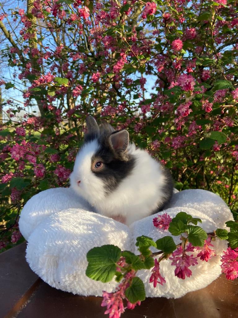 Hele mooie lieve jonge konijntjes te koop! (Rammetje/man), Dieren en Toebehoren, Konijnen, Mannelijk, Klein, 0 tot 2 jaar