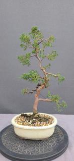 Bonsai Juniperus Chinensis, Tuin en Terras, Ophalen, Bloeit niet, Halfschaduw, Overige soorten