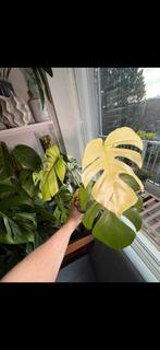 Zeldzame Monstera 'Small Form Blue Mint' te koop!, Ophalen of Verzenden, Halfschaduw, Minder dan 100 cm