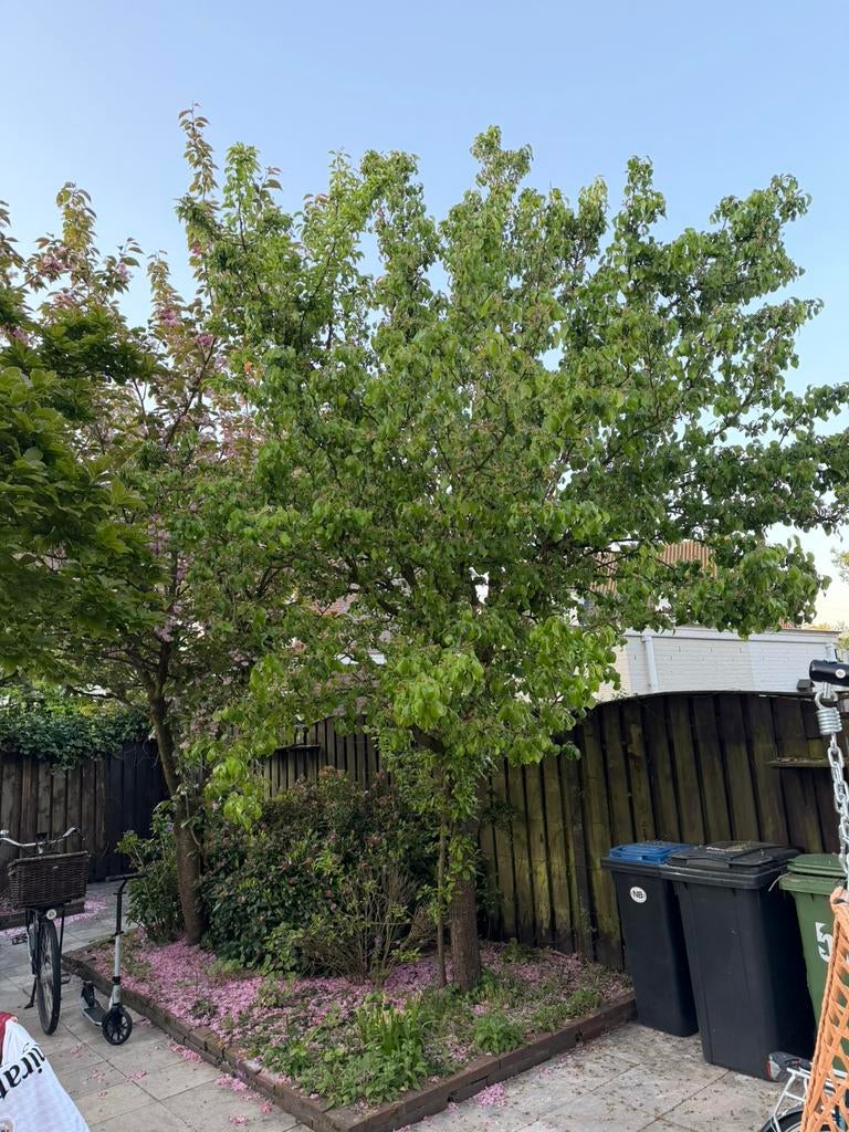 Perenboom fruitboom gratis afhalen, Ophalen, Perenboom, Lente