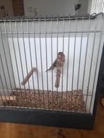 Putter x kanarie, Dieren en Toebehoren, Vogels | Kanaries, Mannelijk, Bastaard