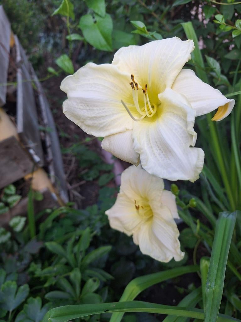 Daglelie groot bloemen vaste planten, Overige soorten, Vaste plant, Ophalen of Verzenden, Halfschaduw