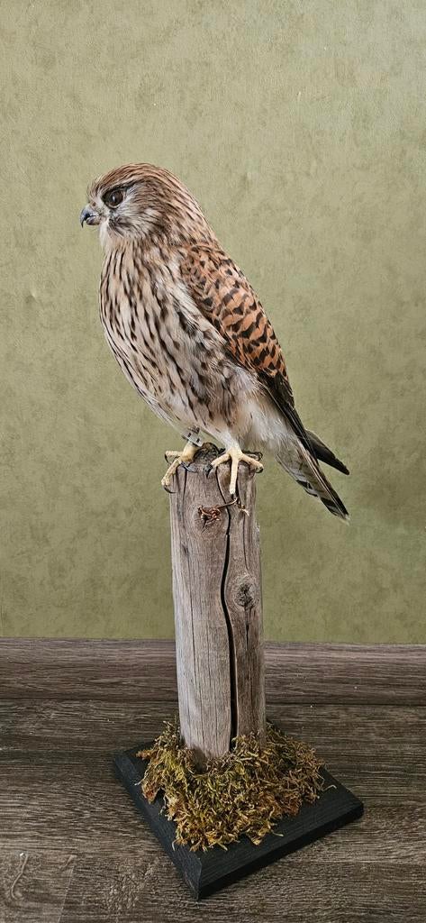 Geprepareerde opgezette Torenvalk  - Zeer mooie staat, Verzamelen, Dierenverzamelingen, Ophalen, Zo goed als nieuw, Vogel, Beeldje of Figuurtje