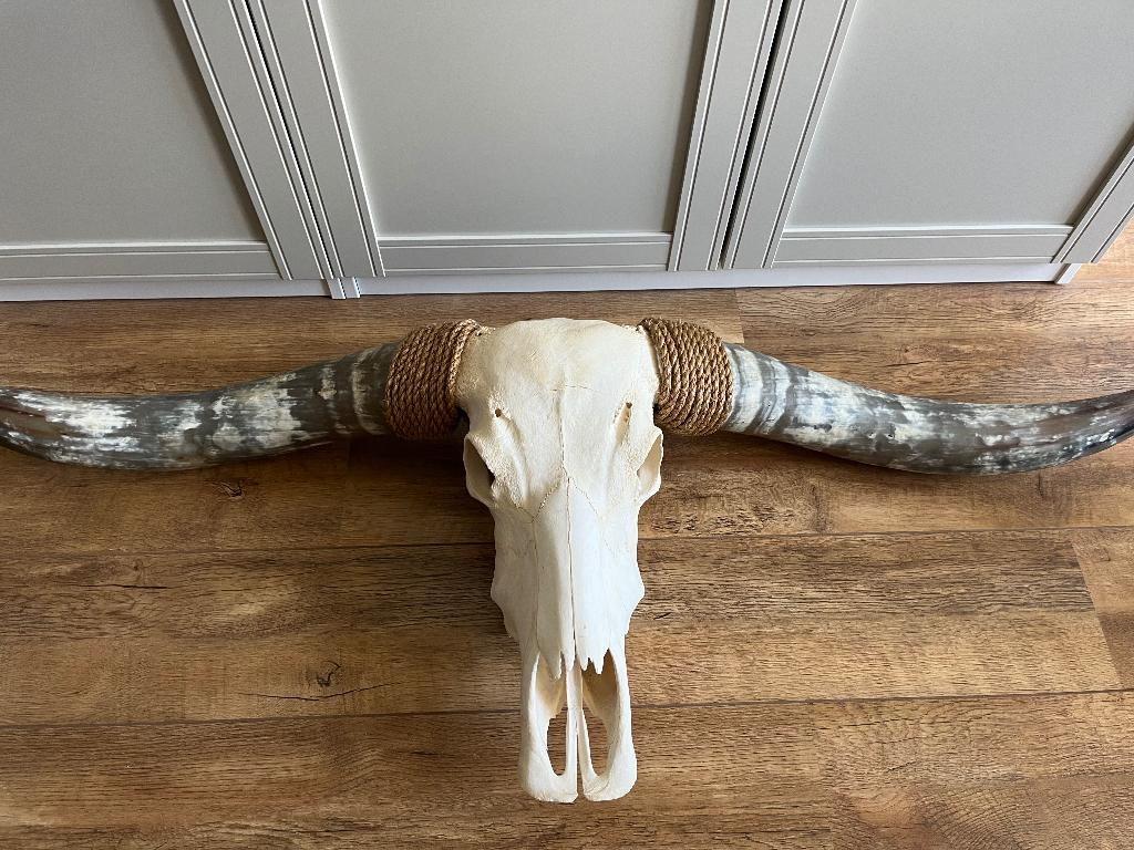 Longhorn, Industrieel, Zo goed als nieuw, 50 cm, Ophalen