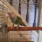 Kaapse papegaai / Poicephalus Fuscicollis Suahelicus., Dieren en Toebehoren, Vogels | Parkieten en Papegaaien, Mannelijk, Papegaai