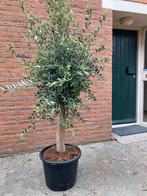Olijfboom 160/170 cm hoog, Volle zon, Vaste plant, Bloeit niet, Ophalen