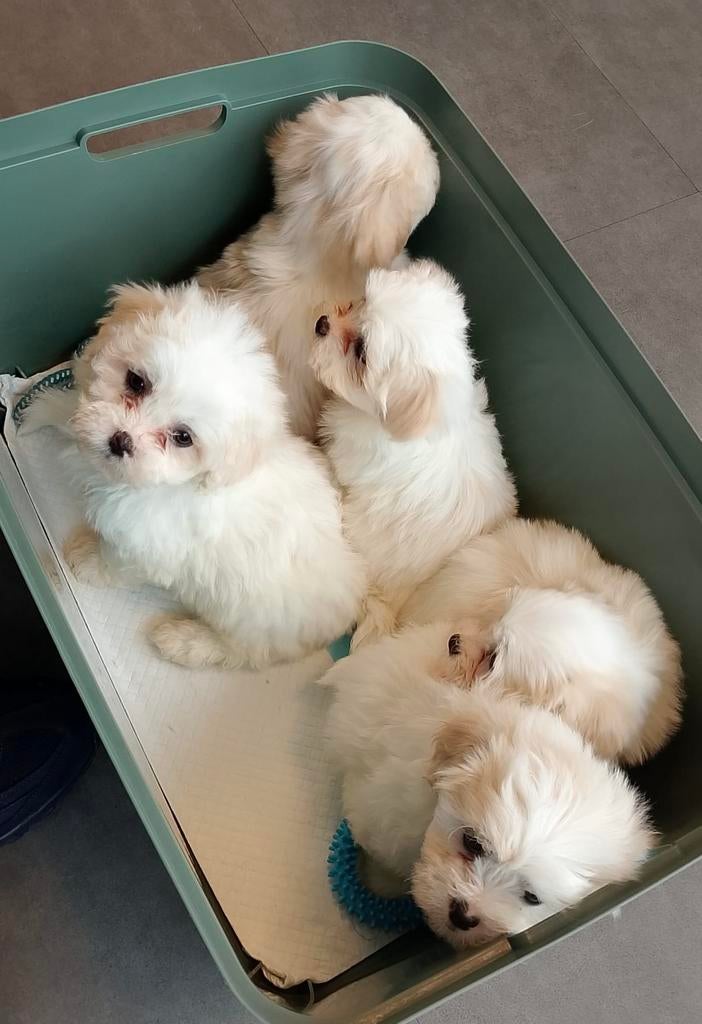 Boomer te koop :maltezer/shihtzu, Maltezer, 8 tot 15 weken, Meerdere, Meerdere dieren