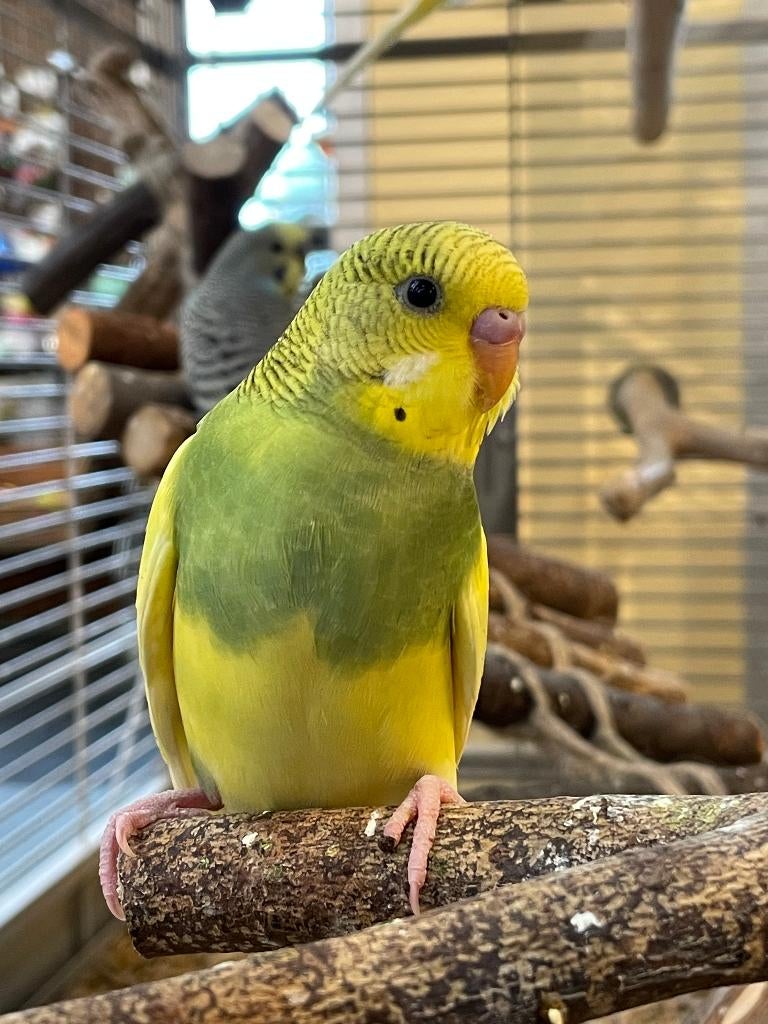 Jonge Baby Grasparkieten | Div. Kleuren, Meerdere dieren, Parkiet, Pratend