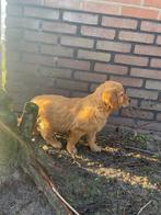 Mooie donkere golden retriever pups met stamboom, Golden retriever, Nederland, 8 tot 15 weken, Meerdere