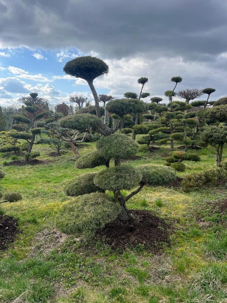 Pinus sylvestris Bonsai verschillende maten, Tuin en Terras, Planten | Bomen, Bloeit niet, Overige soorten, 250 tot 400 cm, Ophalen